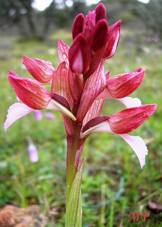 Orchidee dal Parco Naturale Regionale dei Monti Lucretili